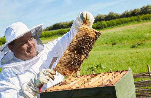 National Don't Step on a Bee Day