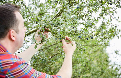 5 Top Tips For Making Sloe Gin At Home