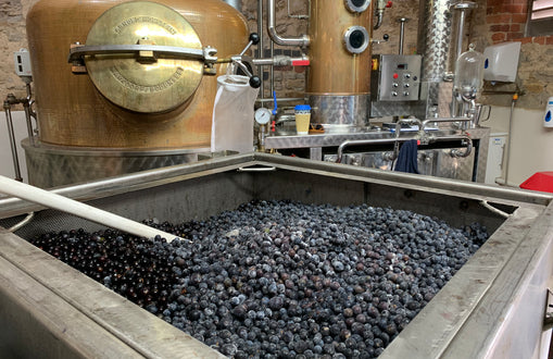 Sloe Harvest Tips & Rules