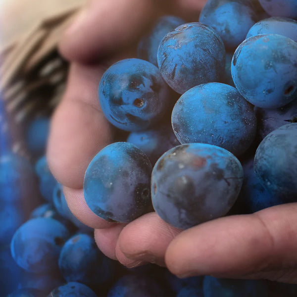 Sloe Gin