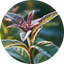 Juniper Double Dry