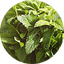 Lemon Balm