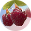 Raspberry