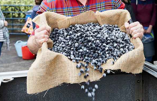 Warner's Sloe Swap 2022