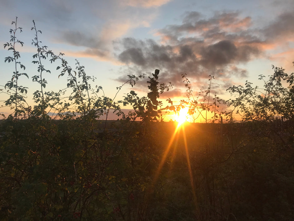 World Environment Day