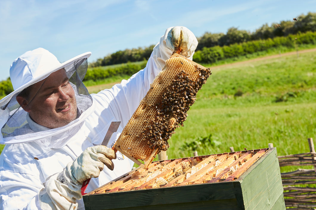 National Don't Step on a Bee Day