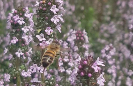 National Honeybee Day