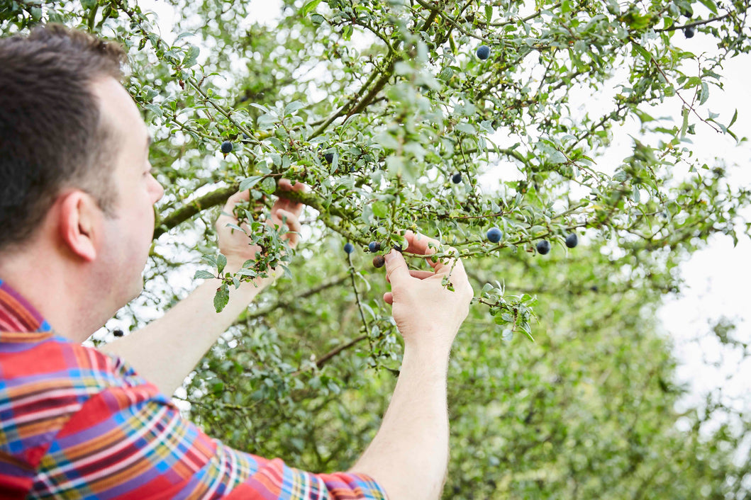 make_your_own_sloe_gin
