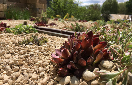 Warner's Distillery Show Garden