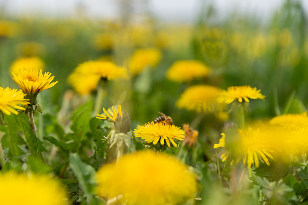 Ways to love your dandelion
