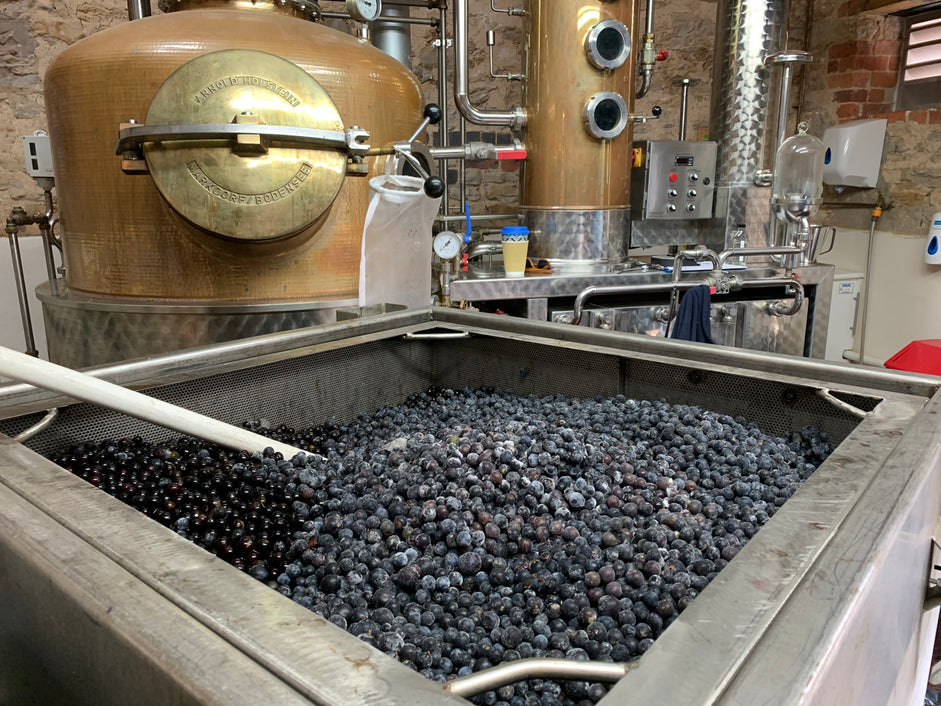 Sloe Harvest Tips & Rules