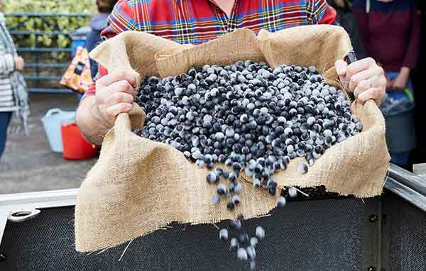 Warner's Sloe Swap 2023