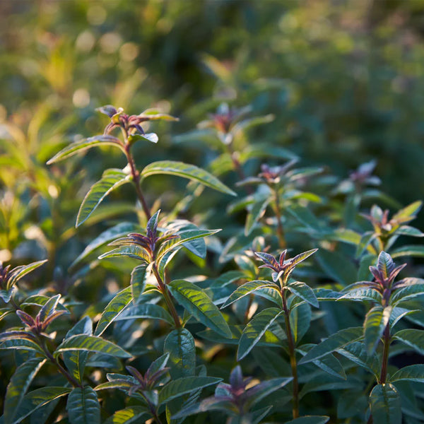 Juniper Double Dry - 0% Spirit