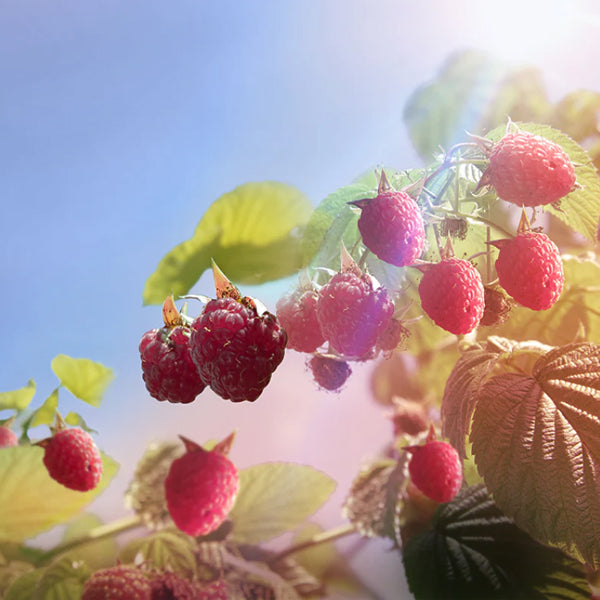 Raspberry Gin