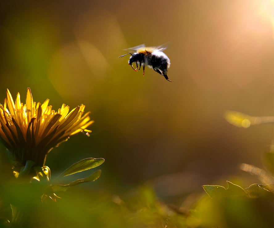 Warner's Distillery Ltd 