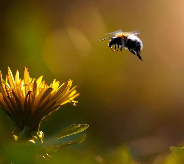 Warner's Spiced Botanical Rum