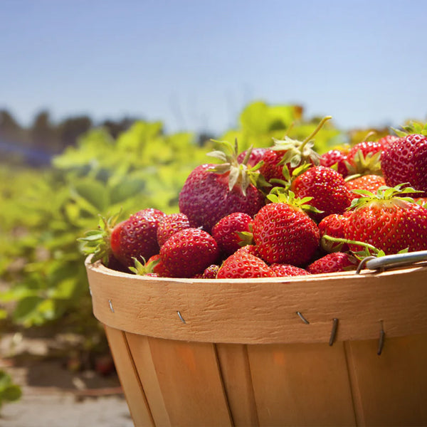 Strawberry and Rose Gin