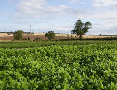 Warner's Distillery Ltd 