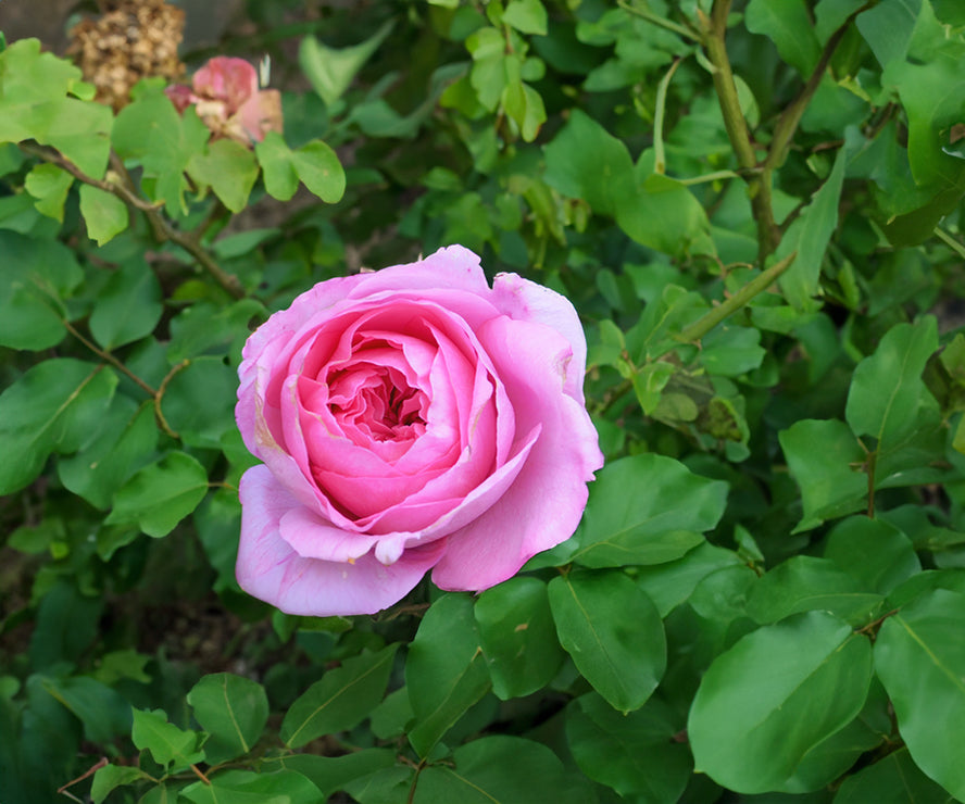 Warner's Distillery Ltd 