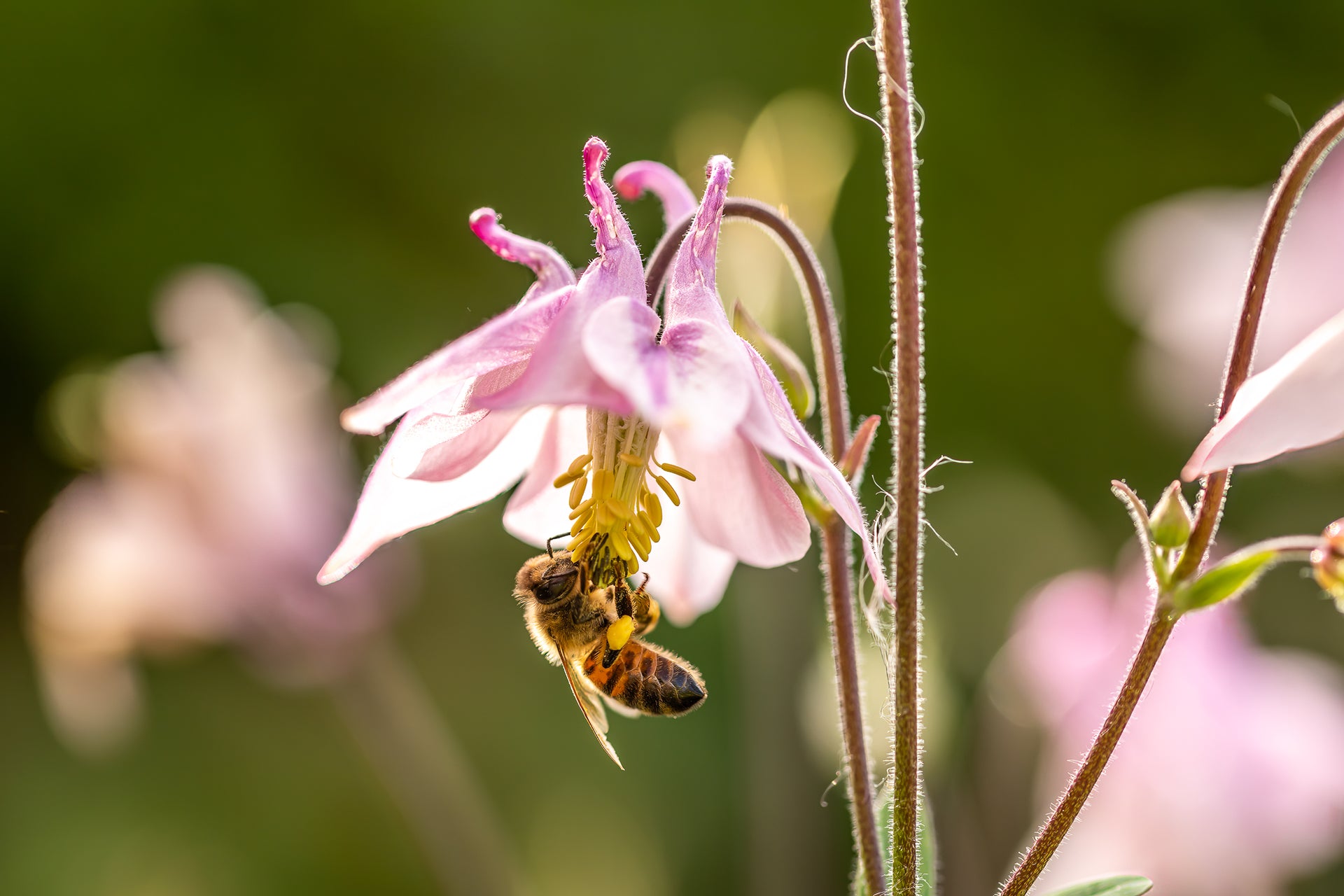 Warner's Distillery Ltd 