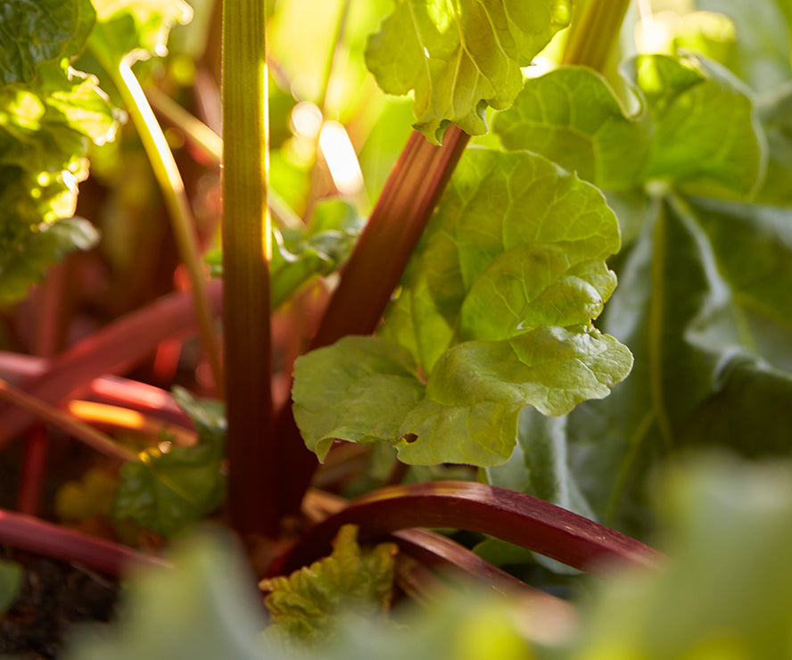 Warner's Distillery Ltd 