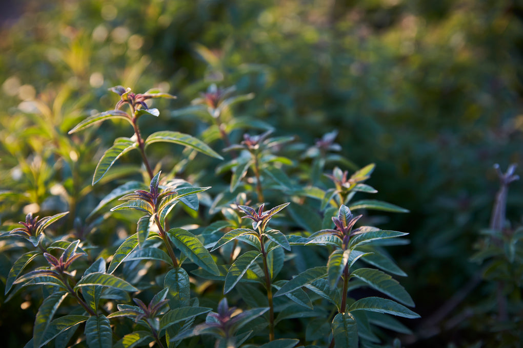 Warner's Distillery Ltd 
