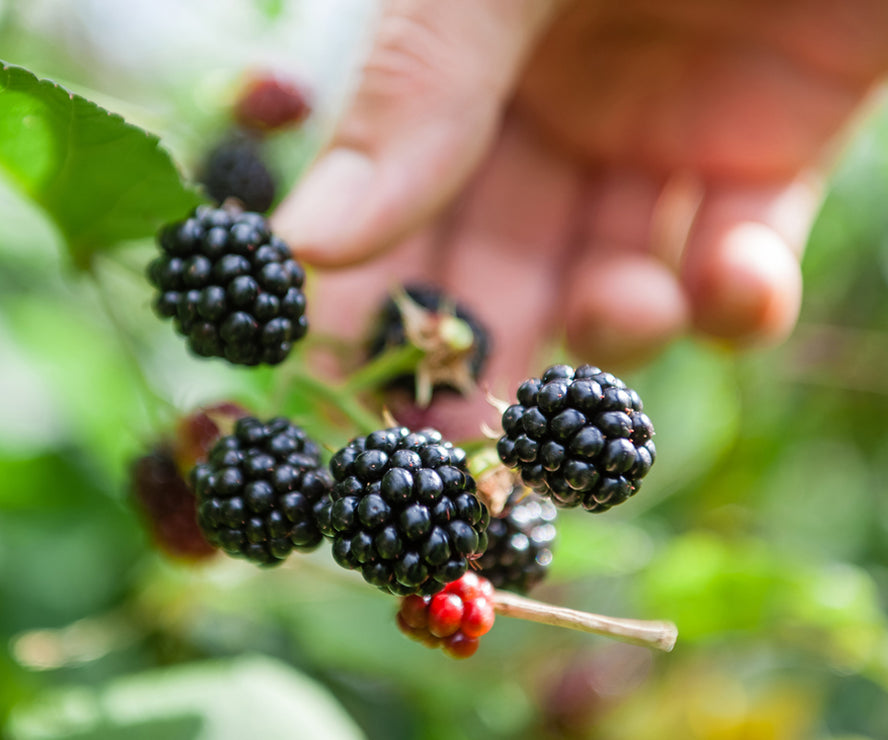 Warner's Distillery Ltd 