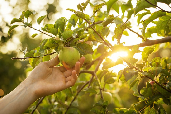 Warner's Distillery Ltd 