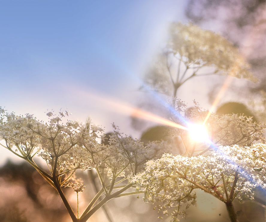 Warner's Distillery Ltd 