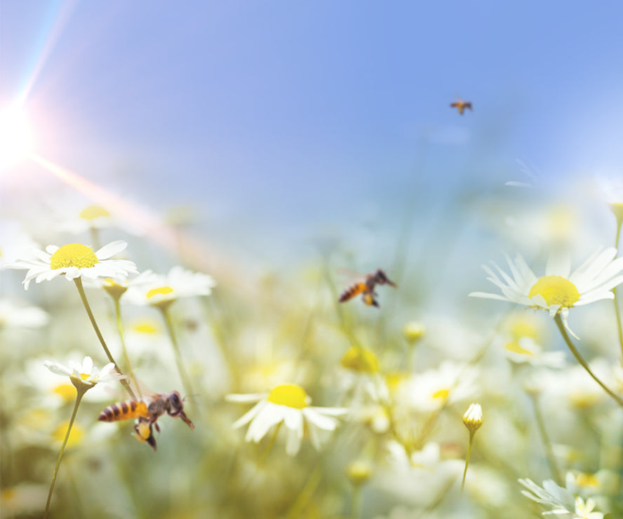 Warner's Distillery Ltd 