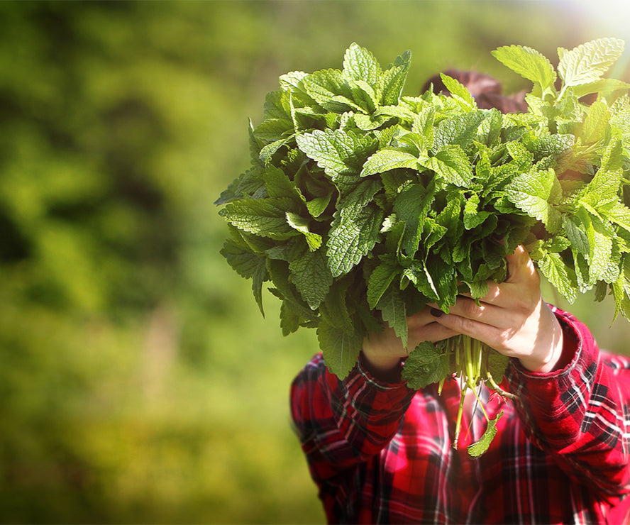 Warner's Distillery Ltd 