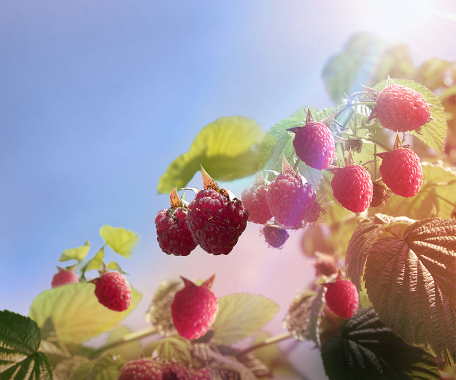 Warner's Distillery Ltd 