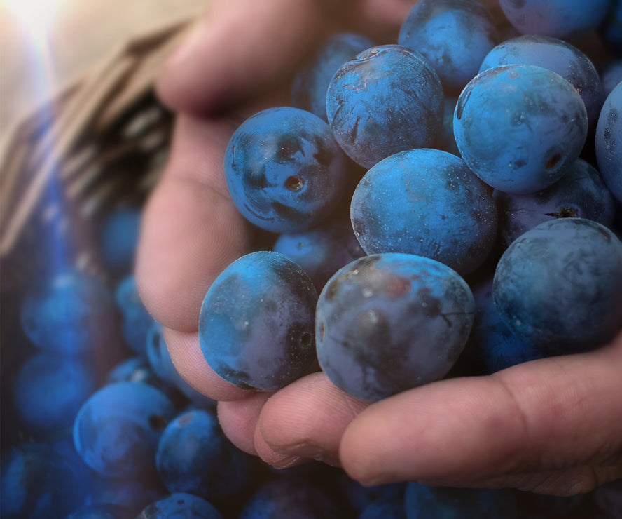 Warner's Distillery Ltd 